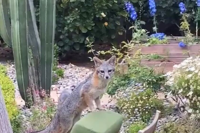A fox relaxes in the garden of a cottage in La Jolla's Windansea area. A mom and four kits romped in the yard for two weeks.