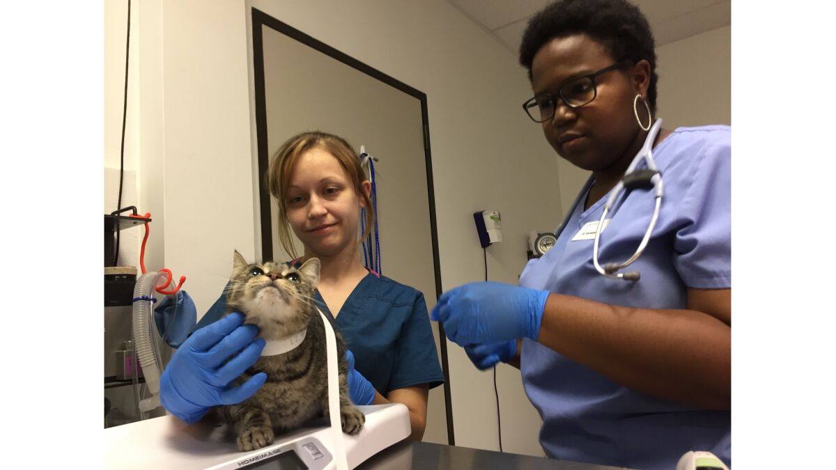 Magan Gonzalez, a recovery technician, left, and Dr. Adrian Knowles examine a cat at the Emancipet clinic in Houston.