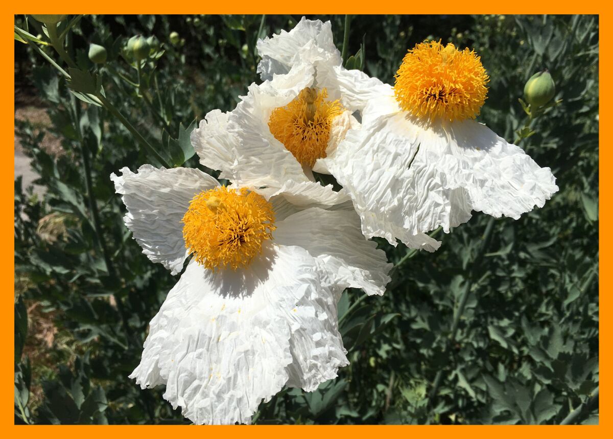Matilija poppies surrounded by greenery.