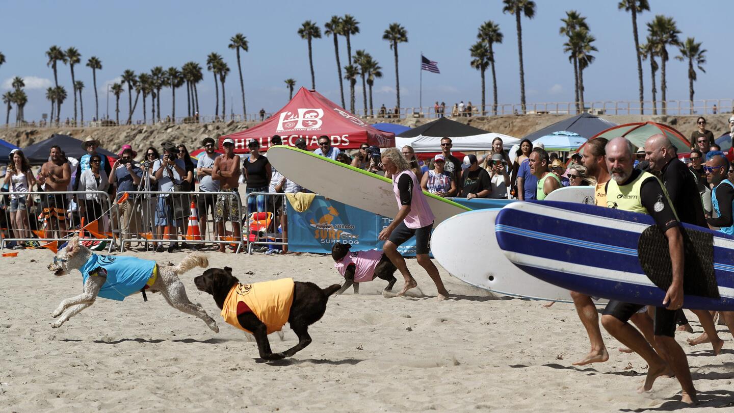 Competitors spring into action for the extra-large-dogs category at the 2017 Surf City Surf Dog competition Saturday.