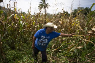 Felipe Martinez harvests his corn on his farm in San Jeronimo Xayacatlan, a town in Mexico