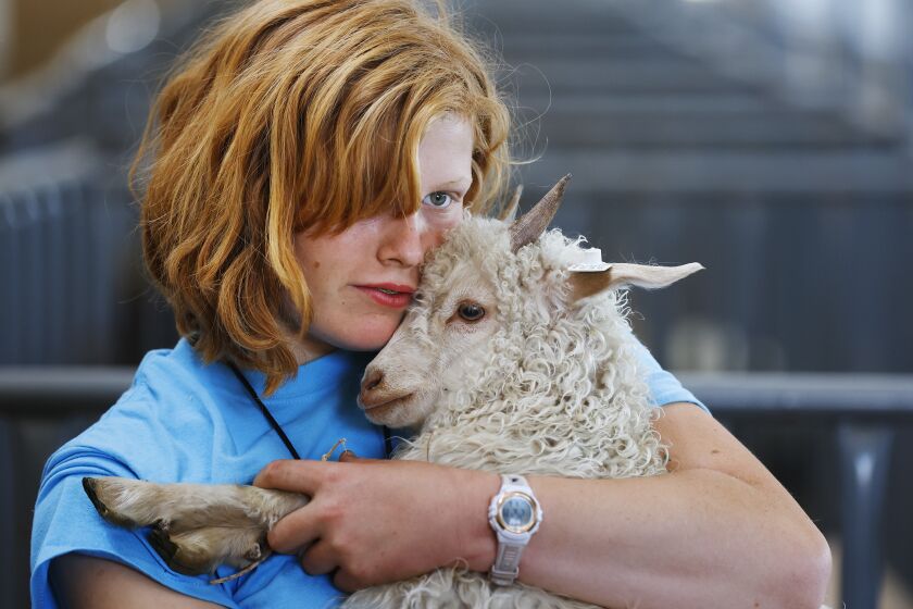 San Diego CA - June 6: Rachel Madrid of the High Country 4-H Club in Anza hugs her baby Angora goat Rosie she was dropping off at the San Diego County Fair on Tuesday, June 6, 2023. The fair opens Wednesday. (K.C. Alfred / The San Diego Union-Tribune)