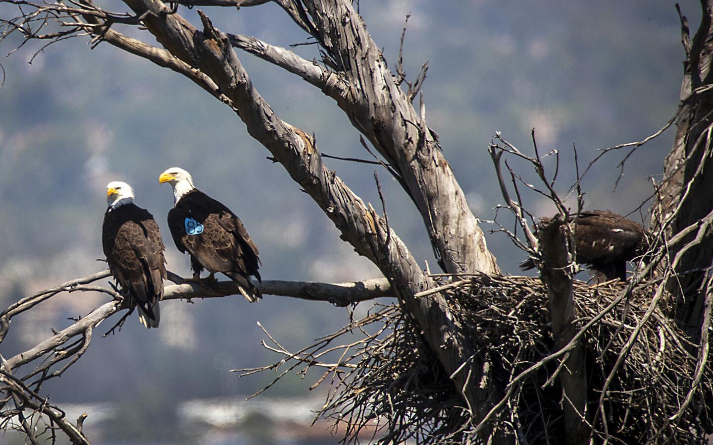 Bald eagles return to nest in Orange County neighborhood