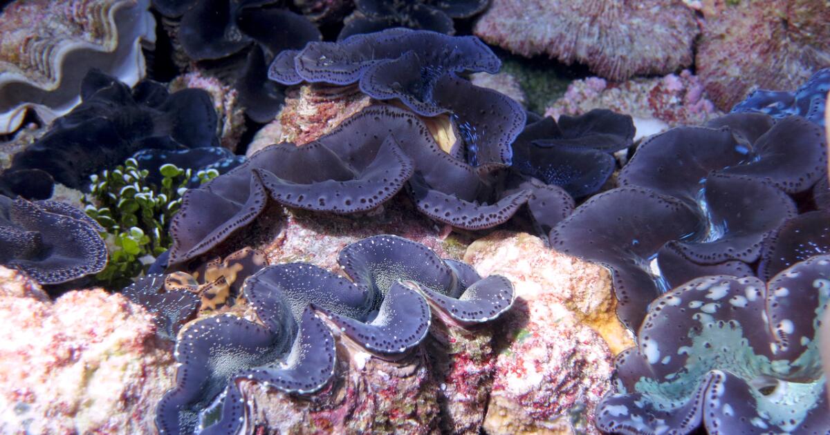 L’administration Trump abrogera les mesures de protection des océans face au réchauffement des océans
