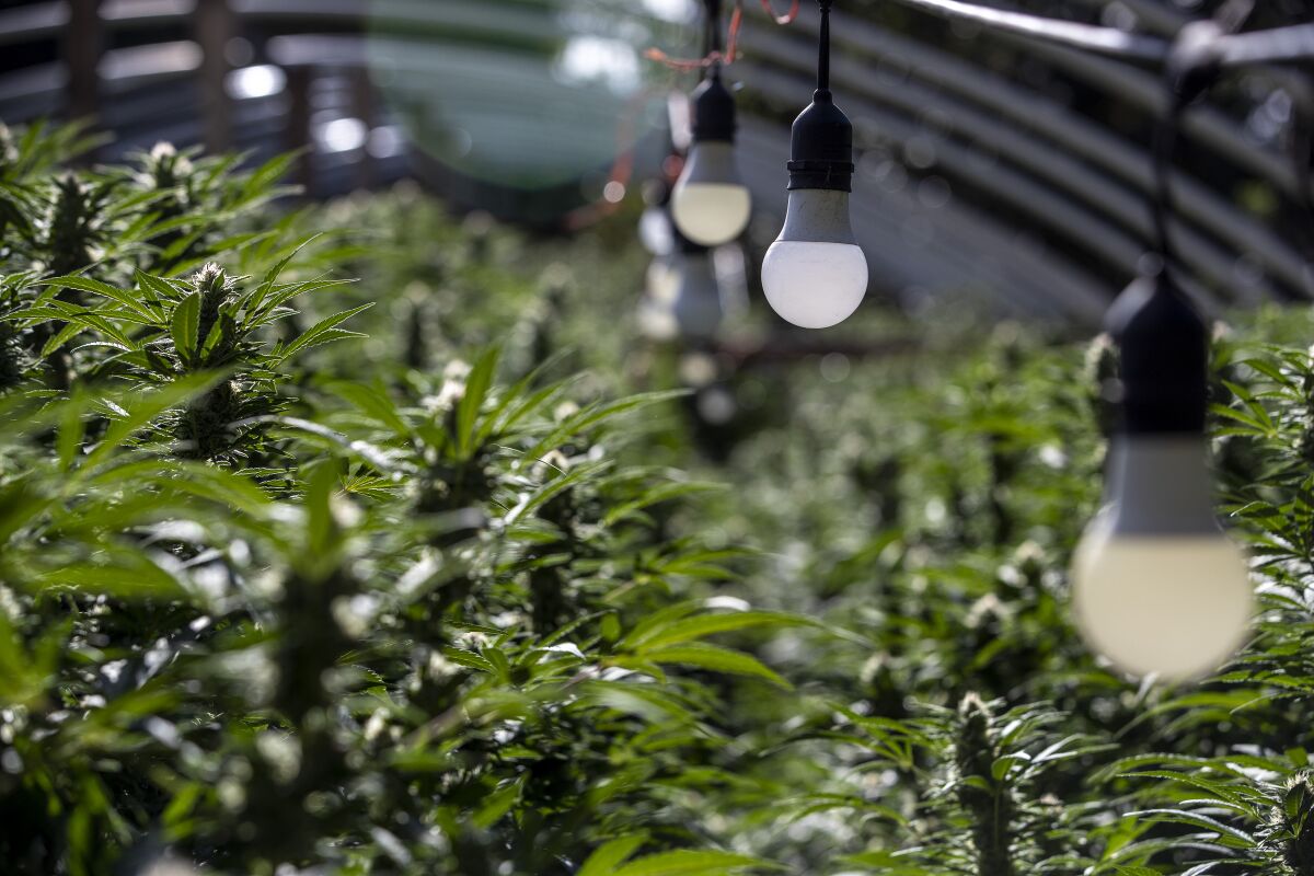 Lights hanging over cannabis plants.