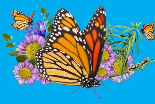 A collage of monarch butterflies and California native plants