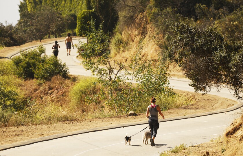 People and dogs on a paved trail in Runyon Canyon.