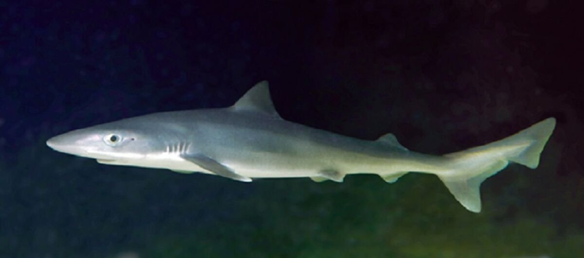 The tope shark, also known as the soupfin shark, grows up to 6½ feet long and nearly 100 pounds and lives up to 60 years.