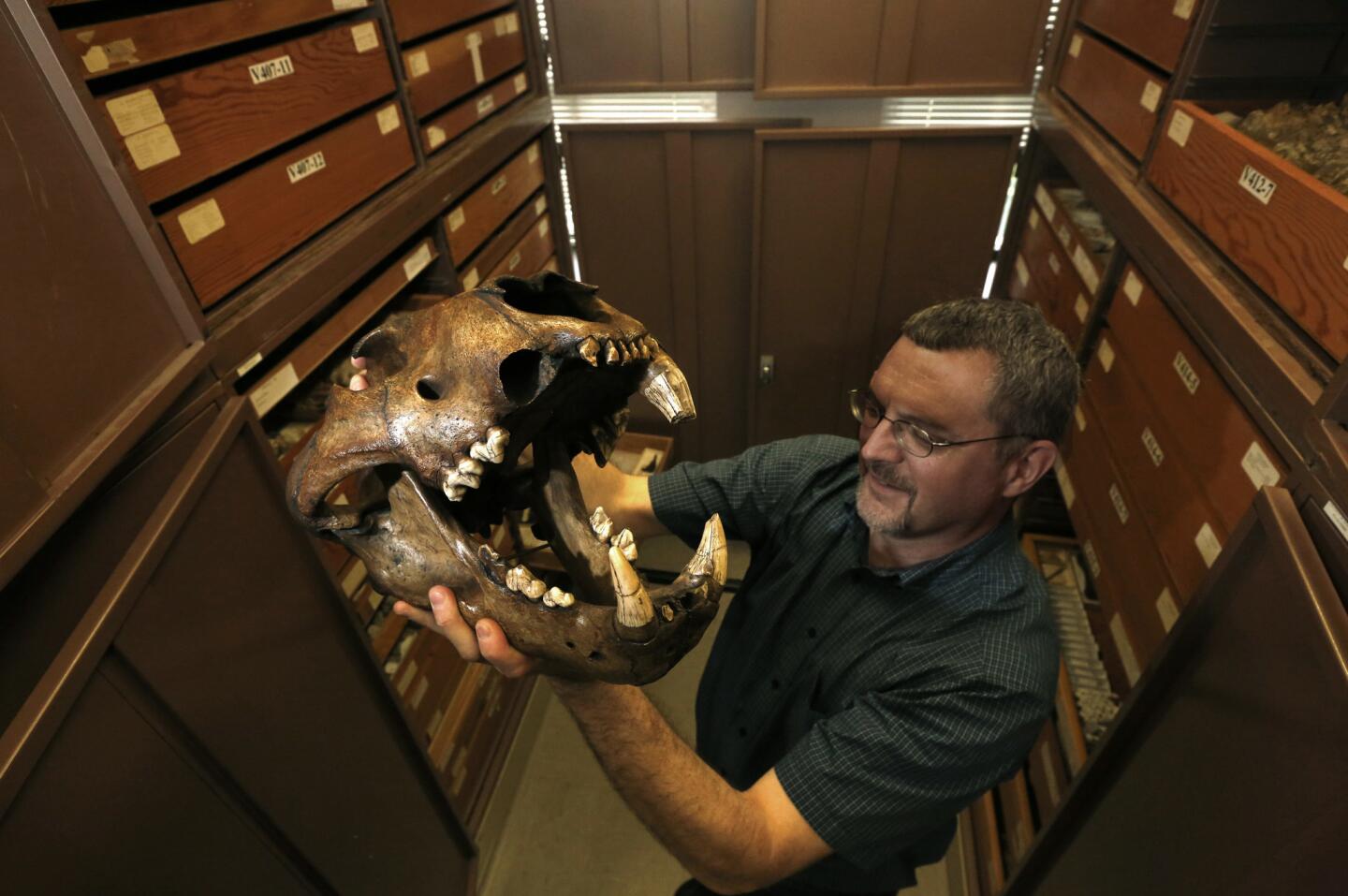 Paleontologist Robert Dundas holds an ancient tiger skull, part of the vast collection of La Brea Tar Pits artifacts stored in the UC Berkeley bell tower.