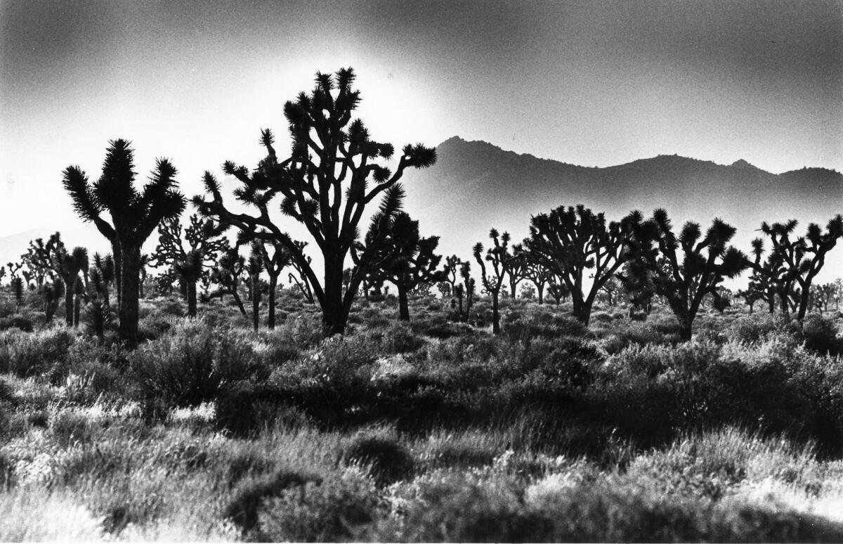 Grass nurtured by winter rains covers a section of the Hidden Valley area of Joshua Tree National Park. Photo dated May 23, 1986. (Bob Grieser / Los Angeles Times)