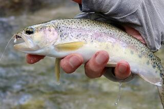 A person holds a rainbow trout, a fish with spots and a vertical pinkish stripe.