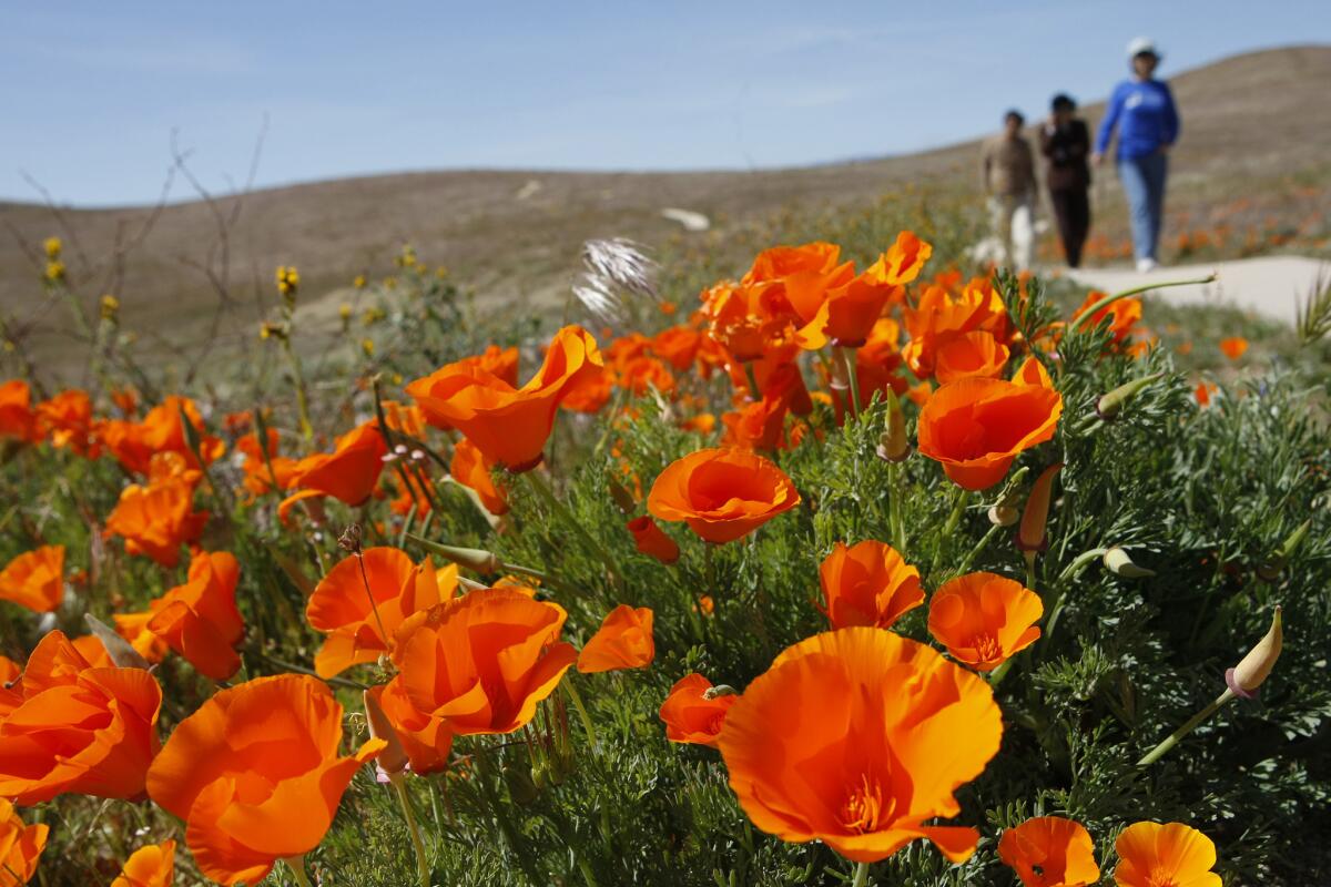 Spring blooms at the Antelope Valley California Golden Poppy Reserve in 2009.