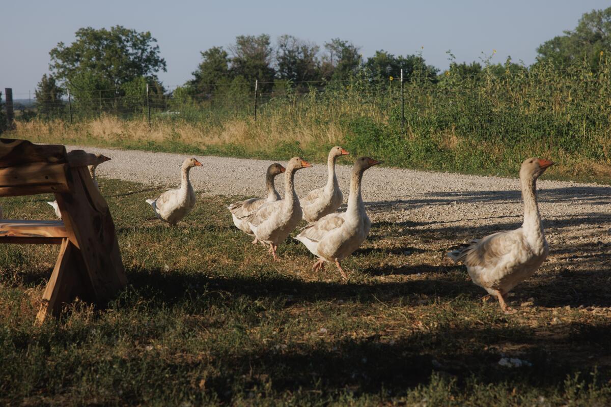 Geese walk on grass beside a gravel road cutting through farmland