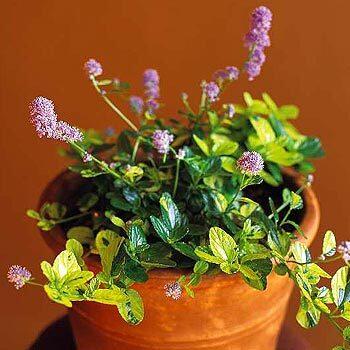 Ceanothus griseus var. horizontalis