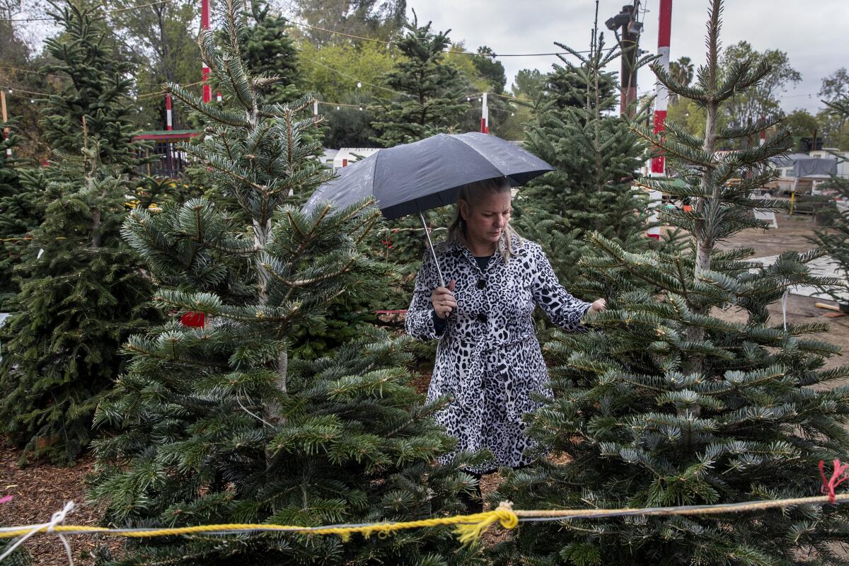A woman holding an umbrella stands in  a lot full of Christmas trees.