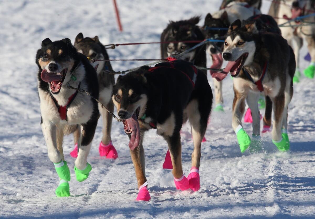 The lead dogs of veteran musher Ryan Redington of Wasilla, Alaska, make their way through the Long Lake area during the 44th Iditarod on March 8, 2020.