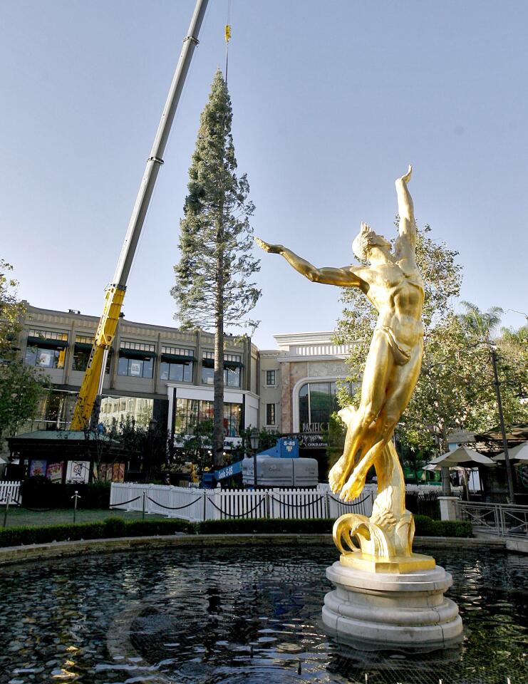 The annual Christmas tree arrived at the Americana at Brand on Tuesday, Oct. 30, 2012. The tree, a 104-foot whit fir arrived on a flat bed truck from Mt. Shasta, will be decorated with 10,000 lights ans 15,000 ornaments during the next two weeks.
