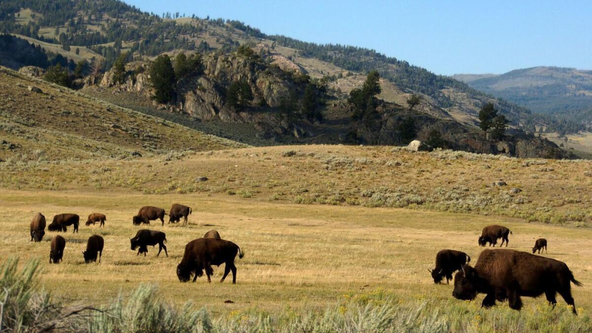 Bisontes pastan en el Parque Nacional de Yellowstone, donde los niños de cuarto grado pueden llevar a sus familias con un pase gratuito.