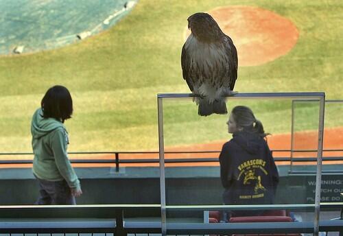 A red-tailed hawk perches above Alexa Rodriguez, 13, left, and a classmate during a school tour of Fenway Park on Thursday in Boston.