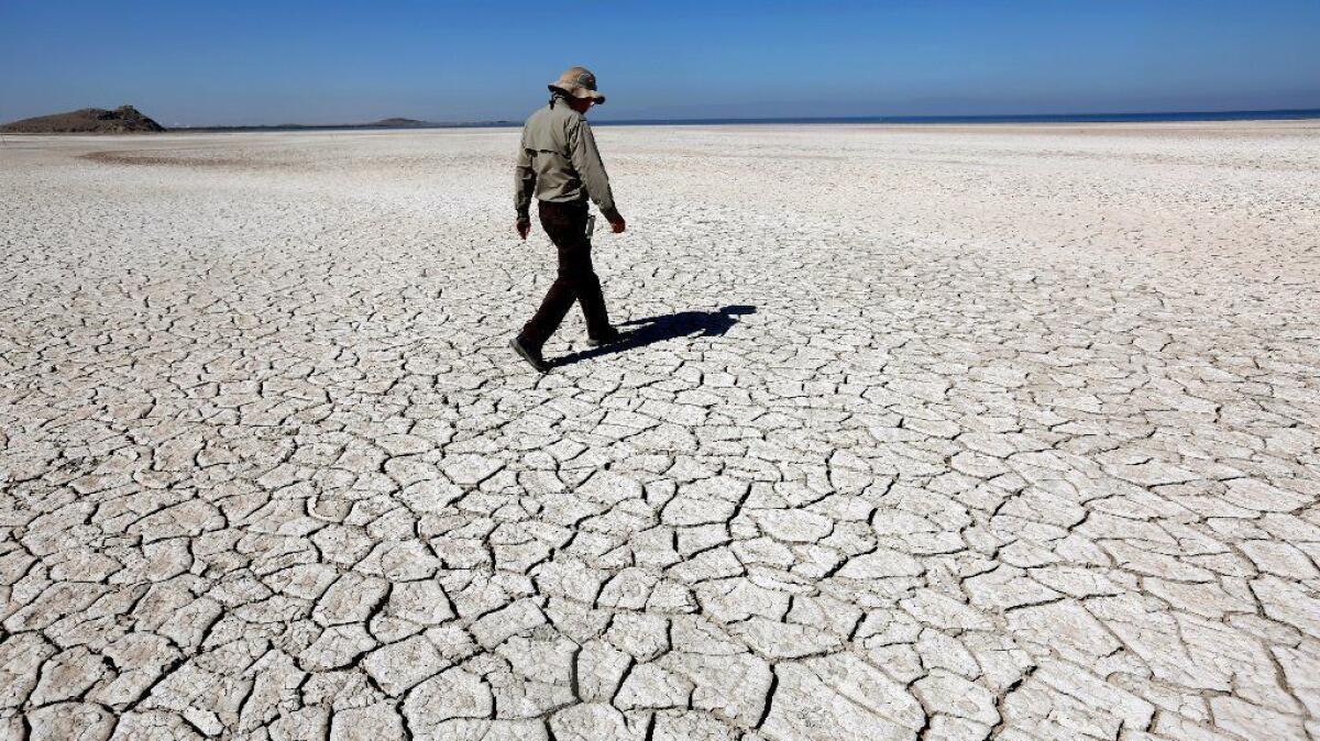 Chris Schoneman of the U.S. Fish and Wildlife Service walks along the receding shoreline of the Salton Sea, where the ecology that once supported fish and tens of thousands of migrating birds is shifting into one dominated by brine flies, gulls and shorebirds.