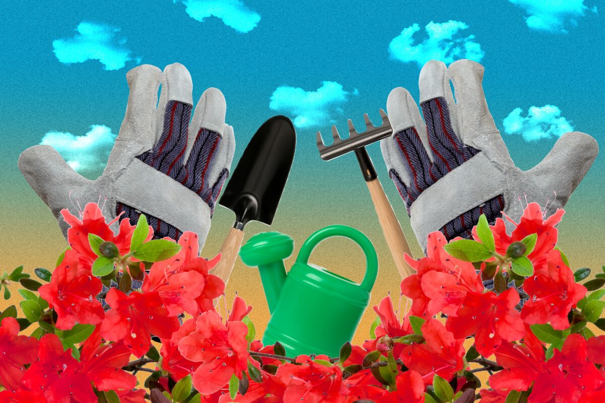 An illustration of azaleas, a watering can and gardening gloves and tools.