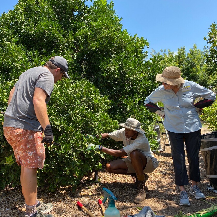 People watch a citrus tree being pruned.