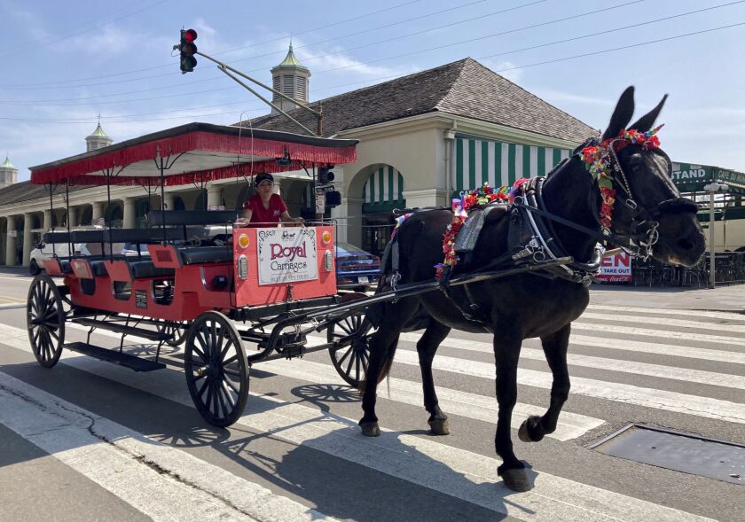 A mule pulling a carriage in New Orleans 
