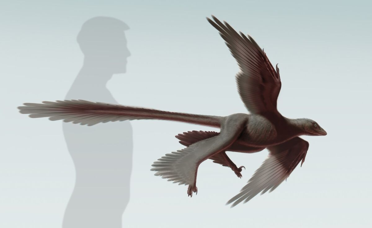 This illustration shows Changyuraptor yangi, a newly discovered species of "four-winged" flying dinosaur. C. yangi is the largest such flier known and sported nearly 12-inch feathers.