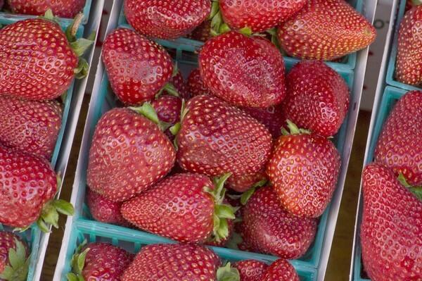 Gaviota strawberries