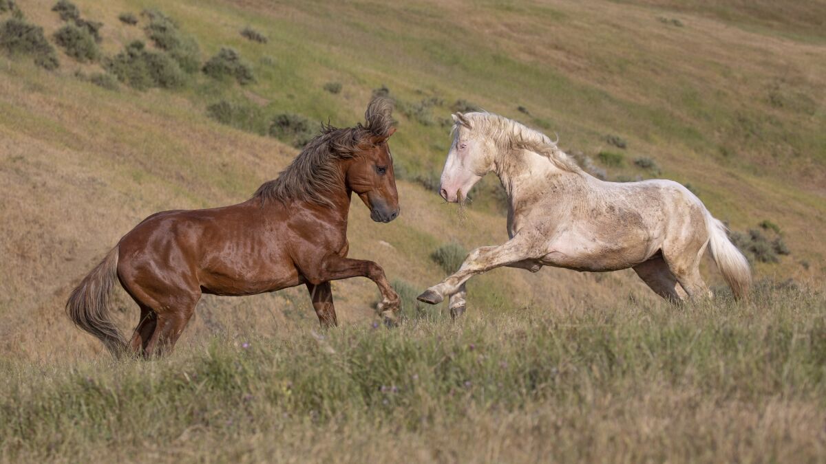 A pair of horses in the movie “The Mustangs: America’s Wild Horses”