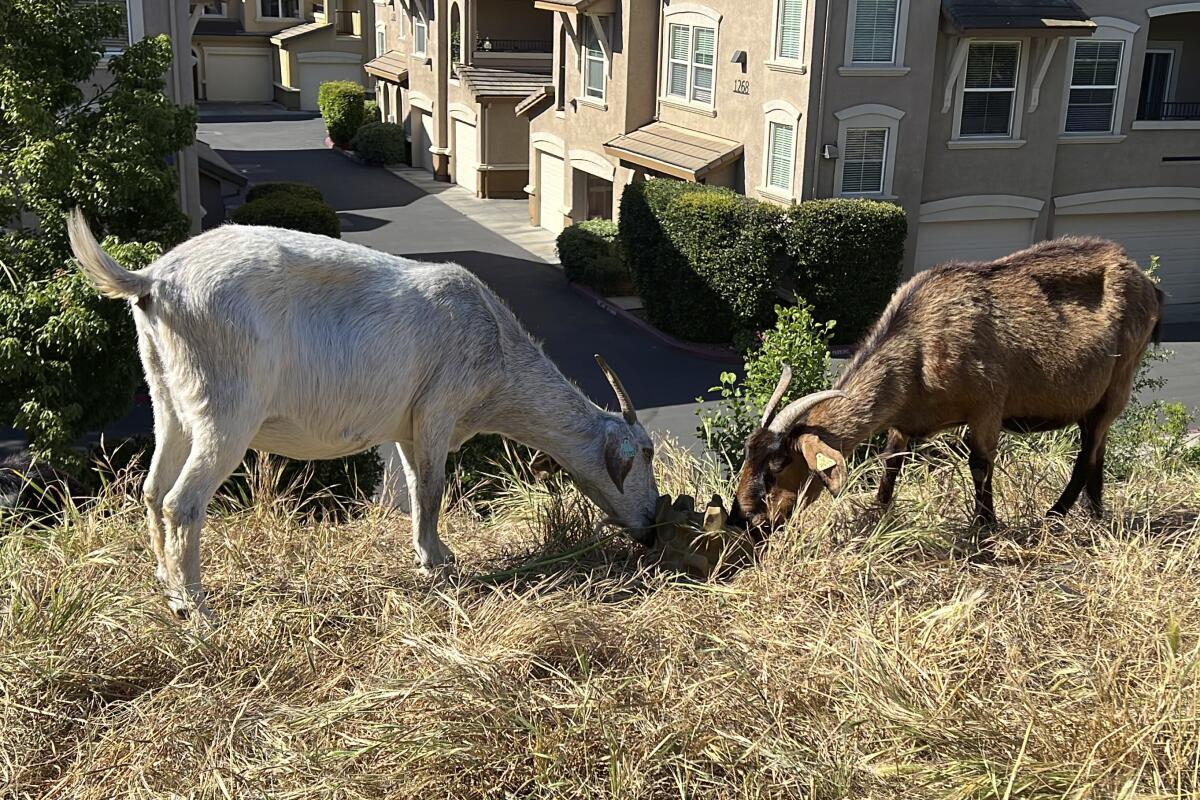 No kidding: California overtime law threatens use of grazing goats to  prevent wildfires - The San Diego Union-Tribune