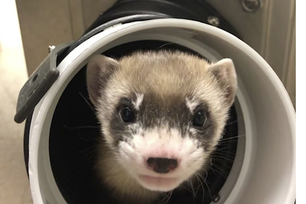 In this photo provided by the U.S. Fish and Wildlife Service is Elizabeth Ann, the first cloned black-footed ferret and first-ever cloned U.S. endangered species, at 50-days old on Jan. 29, 2021. Scientists have cloned the first U.S. endangered species, a black-footed ferret duplicated from the genes of an animal that died over 30 years ago. They hope the slinky predator named Elizabeth Ann and her descendants will improve the genetic diversity of a species once thought extinct but bred in captivity and reintroduced successfully to the wild. (U.S. Fish and Wildlife Service via AP)