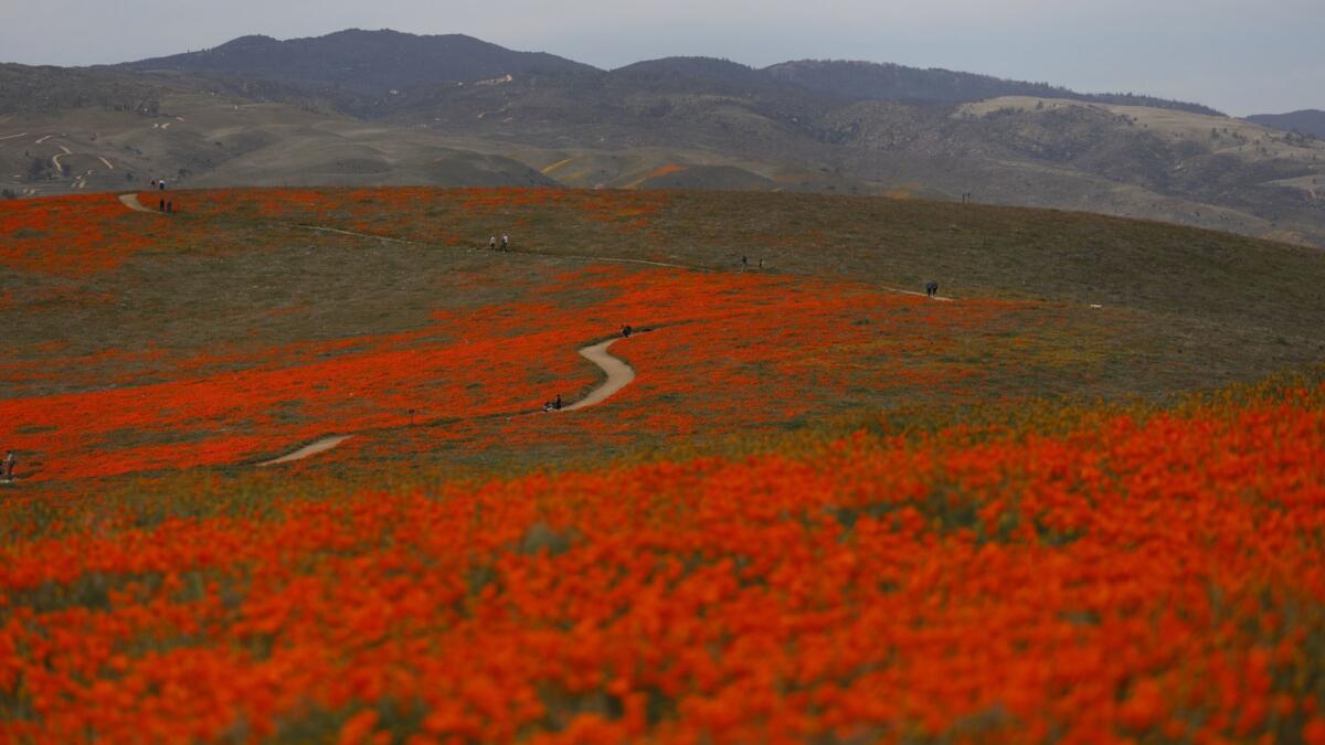 Fields of California poppies in 2019 at the Antelope Valley California Poppy Reserve in Lancaster.