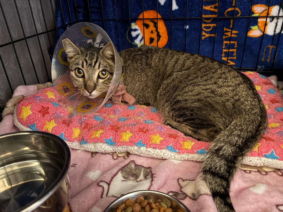 Maple was found limping in the wake of wildfires that ravaged Los Angeles County.