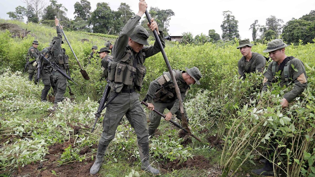 Special teams of police remove coca plants in Tumaco, near the Ecuadorean border.