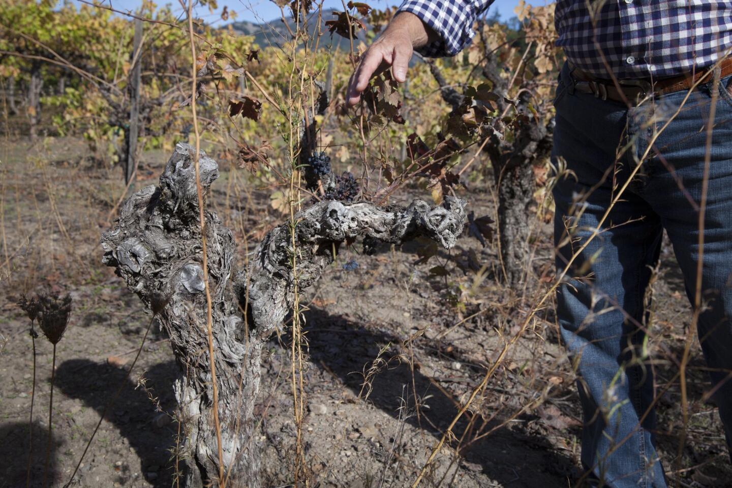 Drought raises wineries' interest in dry farming