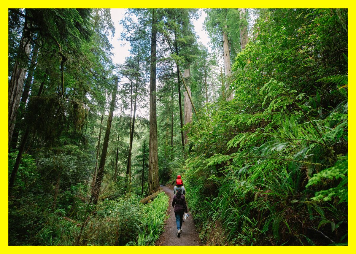 People walk on a path among redwood trees.