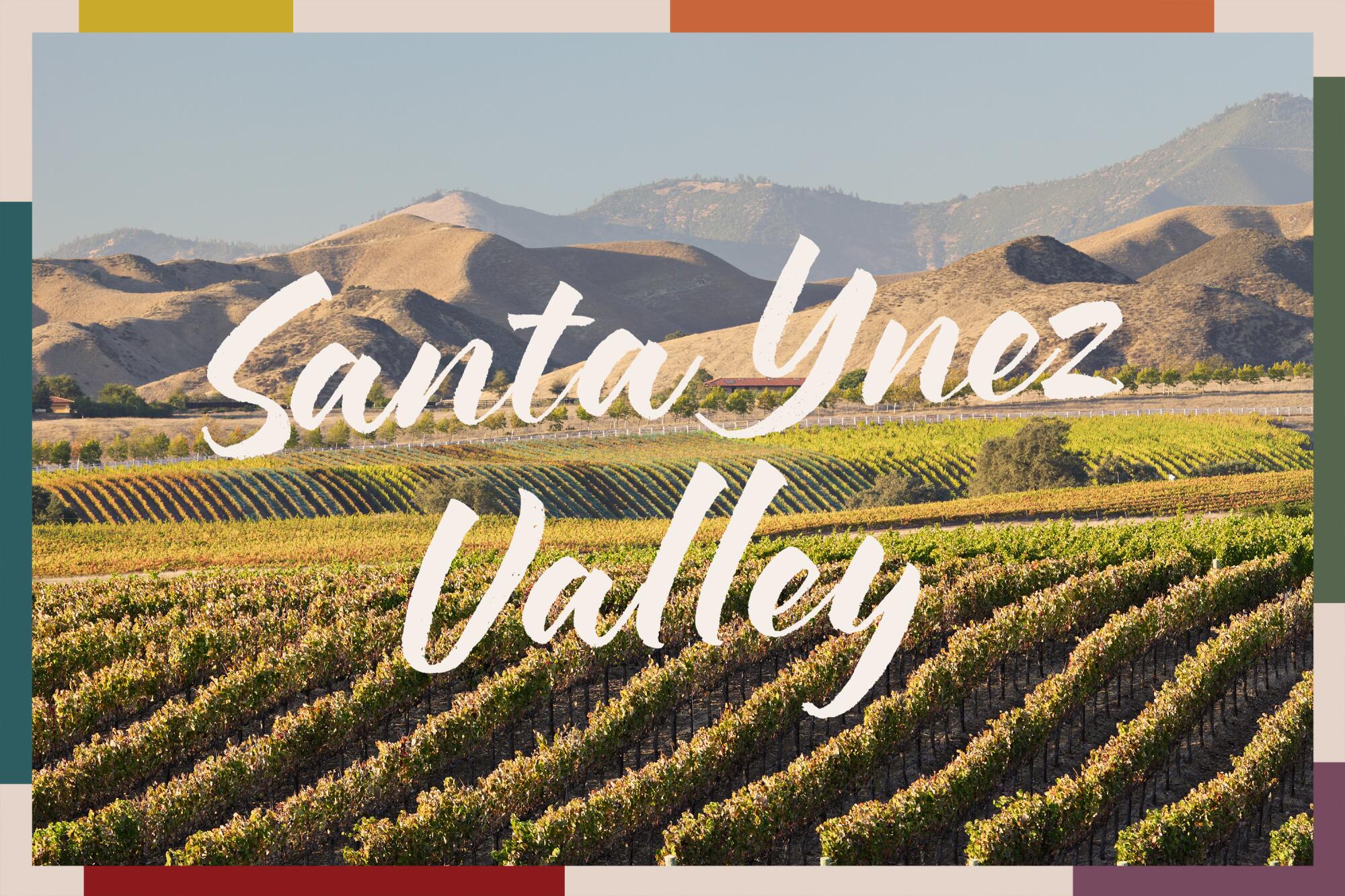 photo of Santa Ynez Valley vineyard with colored border