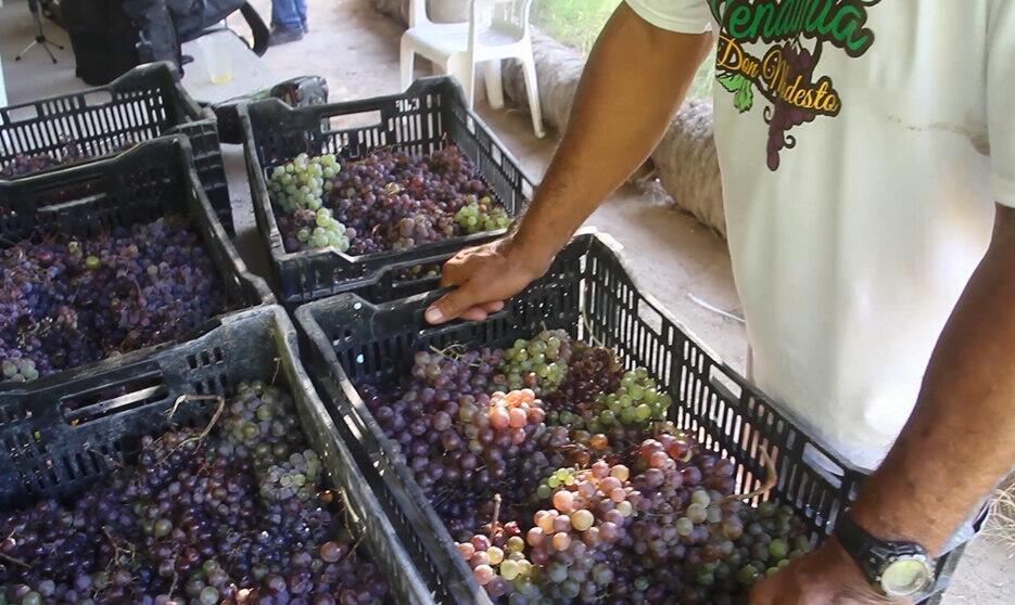 Jóvenes mexicanas exprimen la uva del vino con los pies como hace 300 años