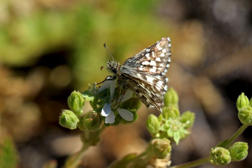 The Laguna Mountains Skipper, one of the rarest butterflies in San Diego County.