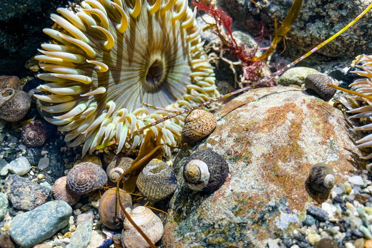 Snails and a giant anemone in a tide pool at Dana Point.