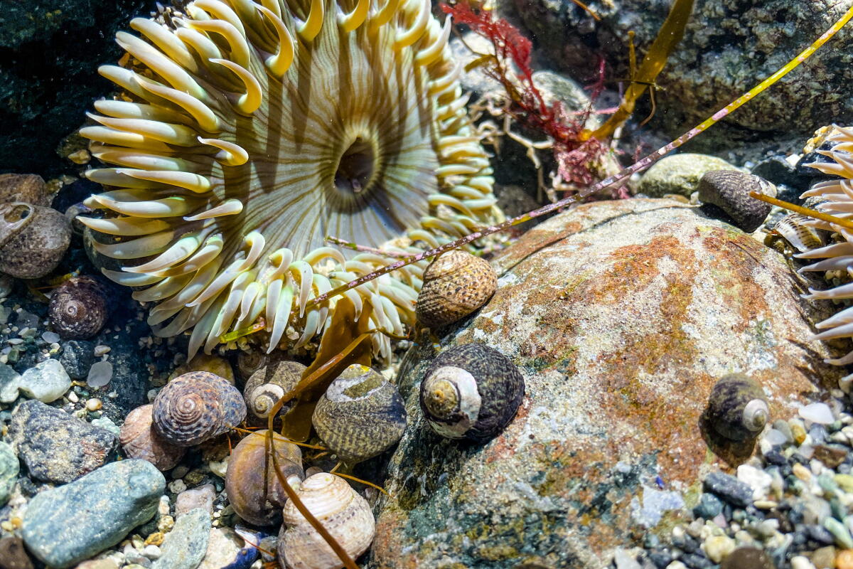 The best tide pools in Los Angeles and Orange County Los Angeles Times