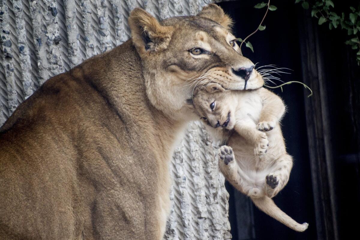 A mother and a new member of the pride enter the Copenhagen Zoo's lion enclosure.