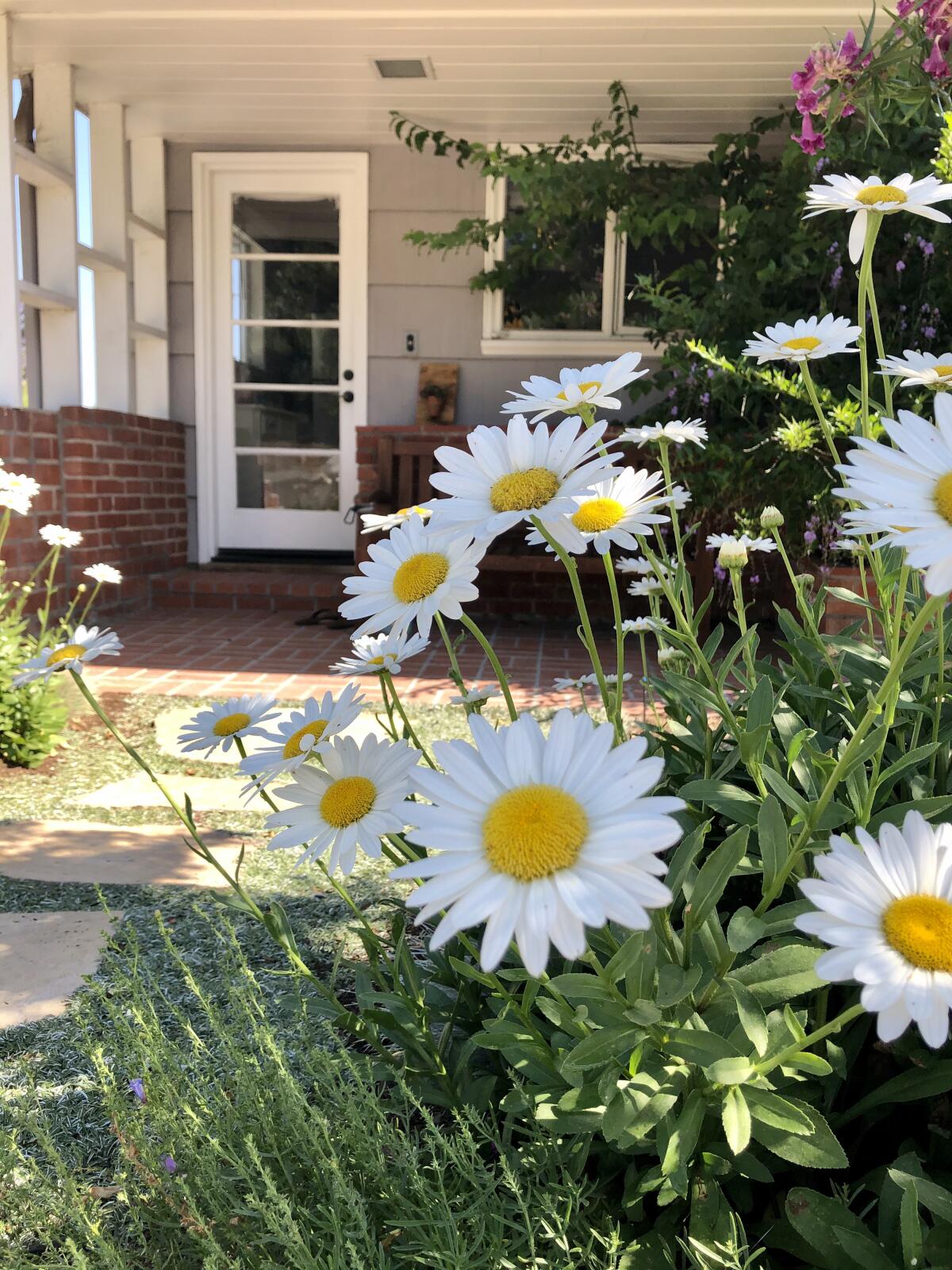 Clusters of cheery Shasta daisies greet visitors coming up the pathway to the porch.