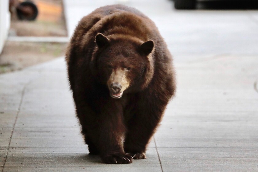 A bear walks along the sidewalk in Monrovia on Friday morning.