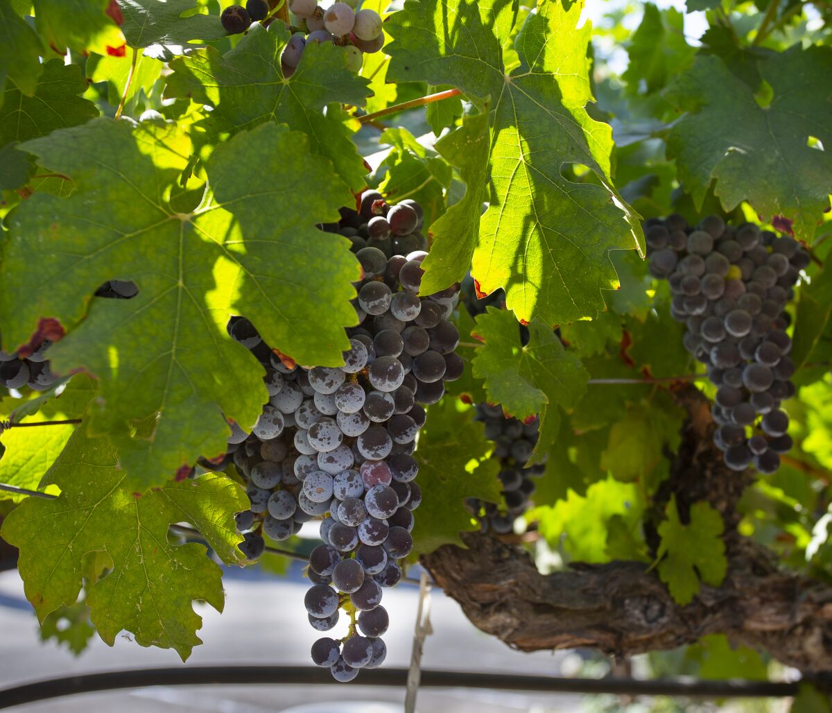 Grapes hang from a vine in a vineyard at Wilson Creek Winery in Temecula Wine Country Tuesday, September 1, 2020. 