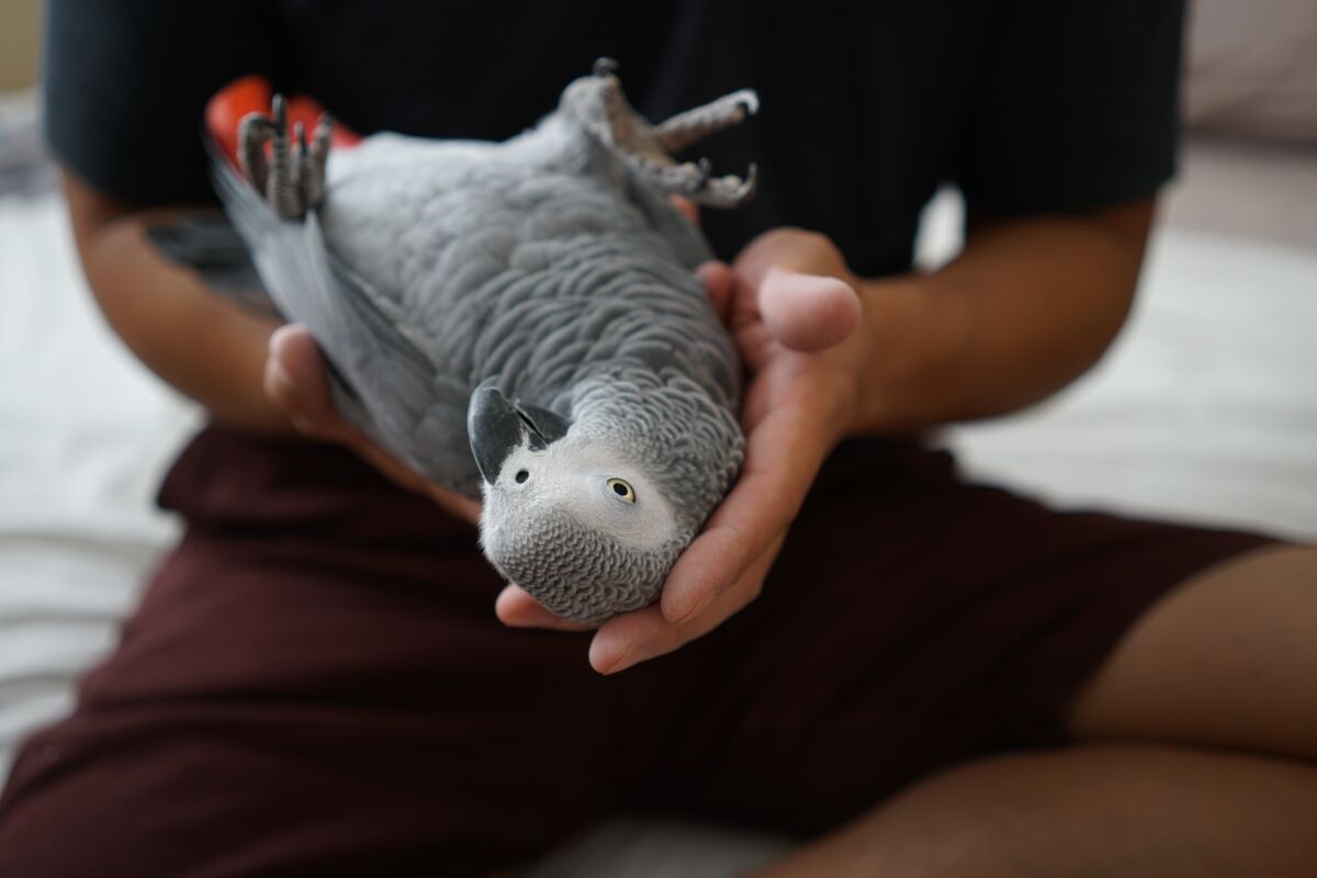In the ultimate sign of trust, parrot Smokey reclines in the hands of John Nguyen, who bottle fed her as a chick.