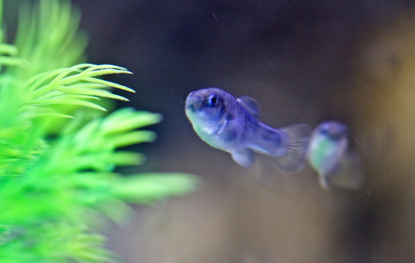 A pupfish