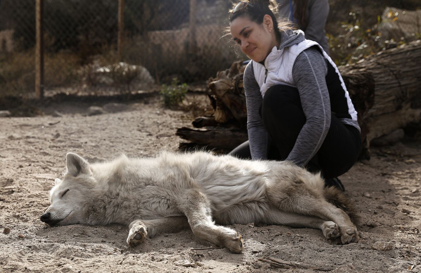 Walking with wolves in Angeles National Forest - Los Angeles Times