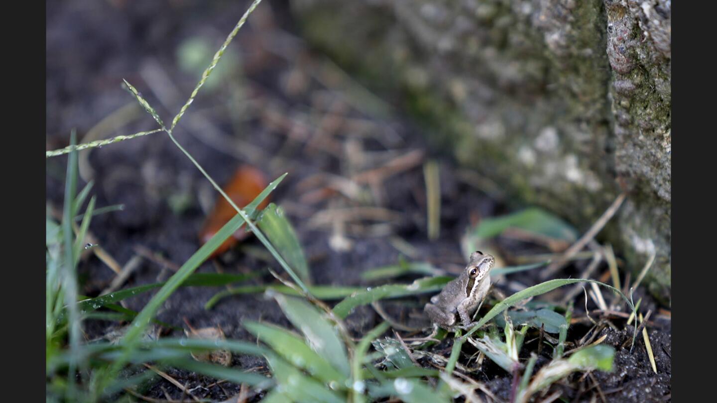 Photo Gallery: Clark Magnet leads Bio Blitz